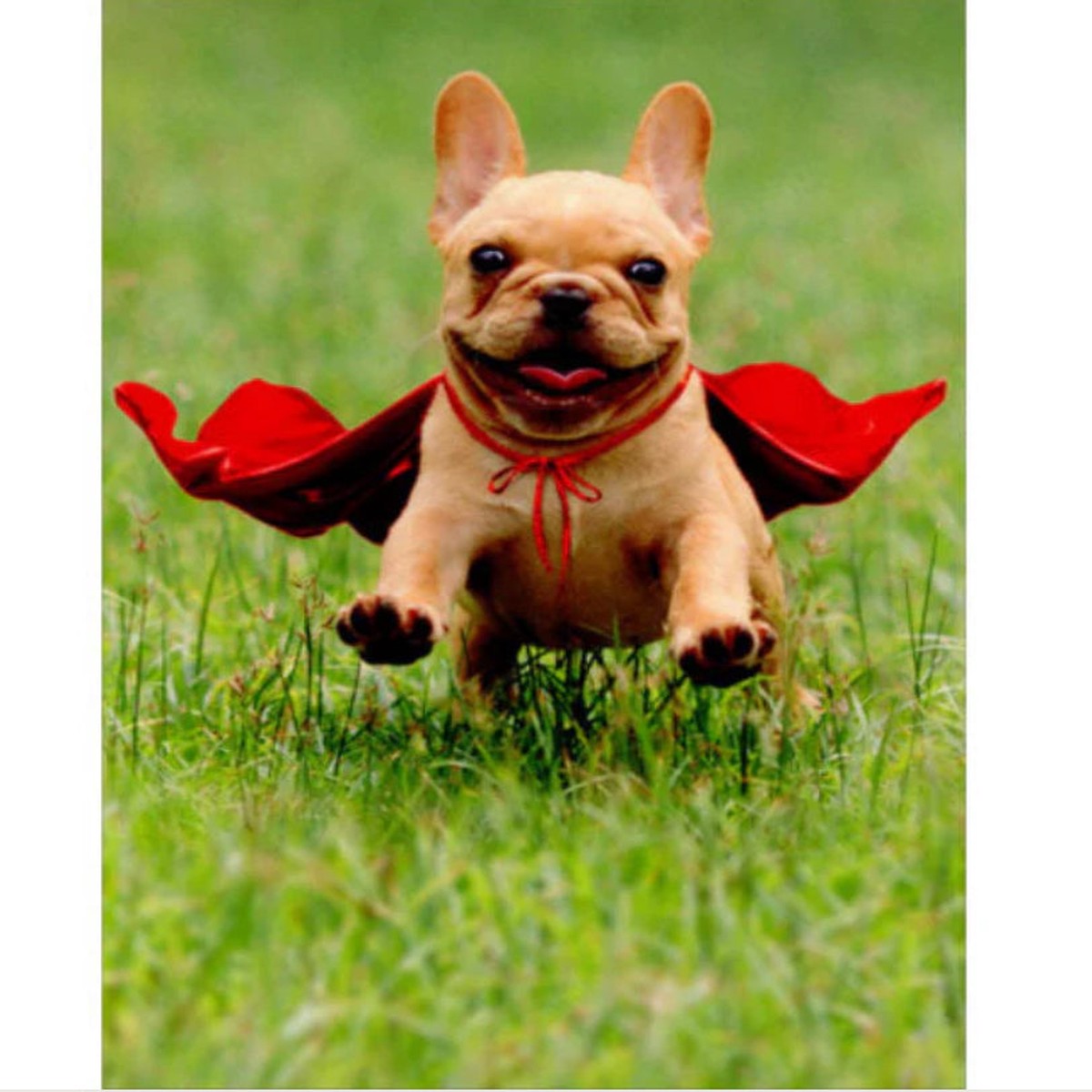 FRENCHIE JUMPING WEARING RED