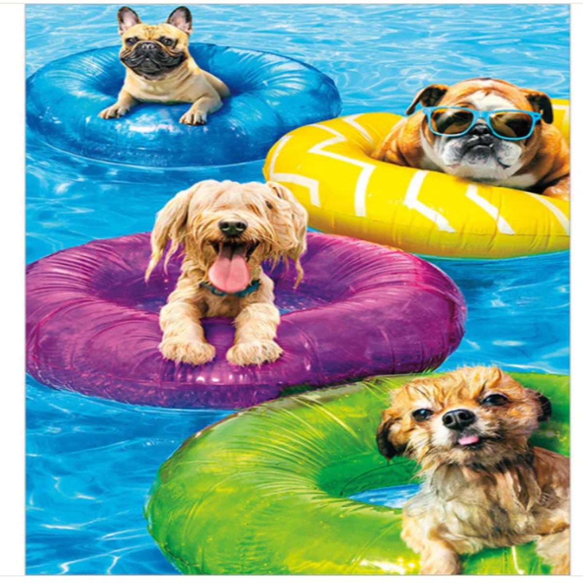 DOG POOL PARTY