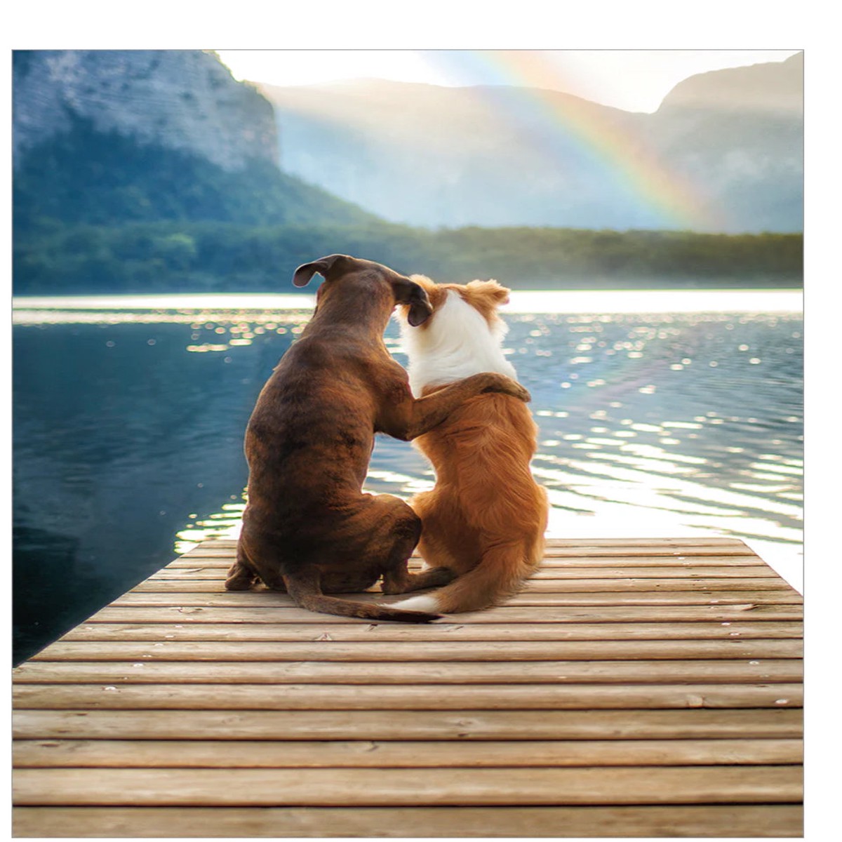TWO (2) DOGS ON DOCK WITH RAIN