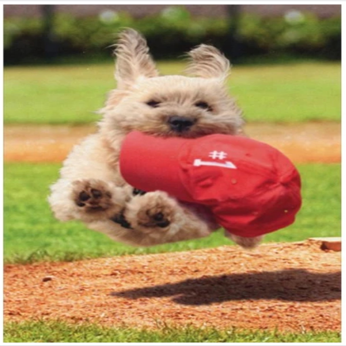 WHITE DOG RUNNING WITH CAP