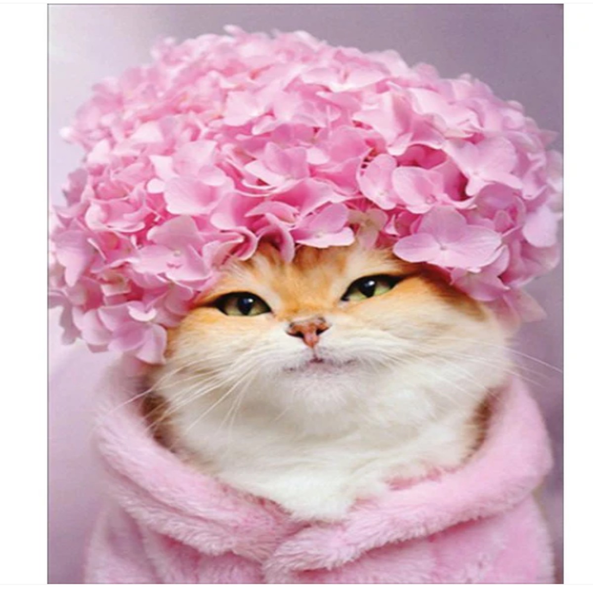 KITTY CAT HYDRANGEA CAP