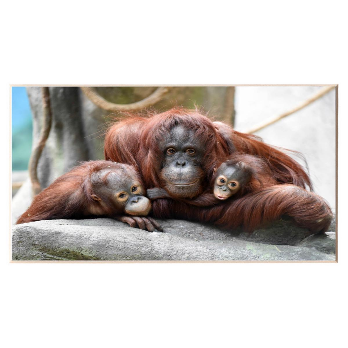 ORANGUTAN BKZ PRINT