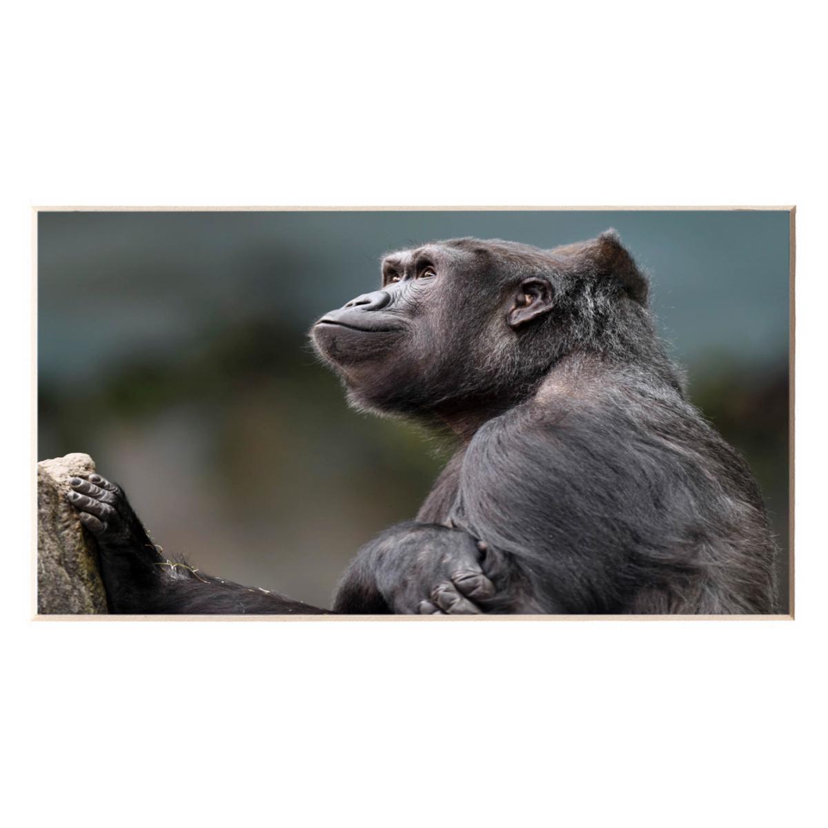 GORILLA BKZ PRINT