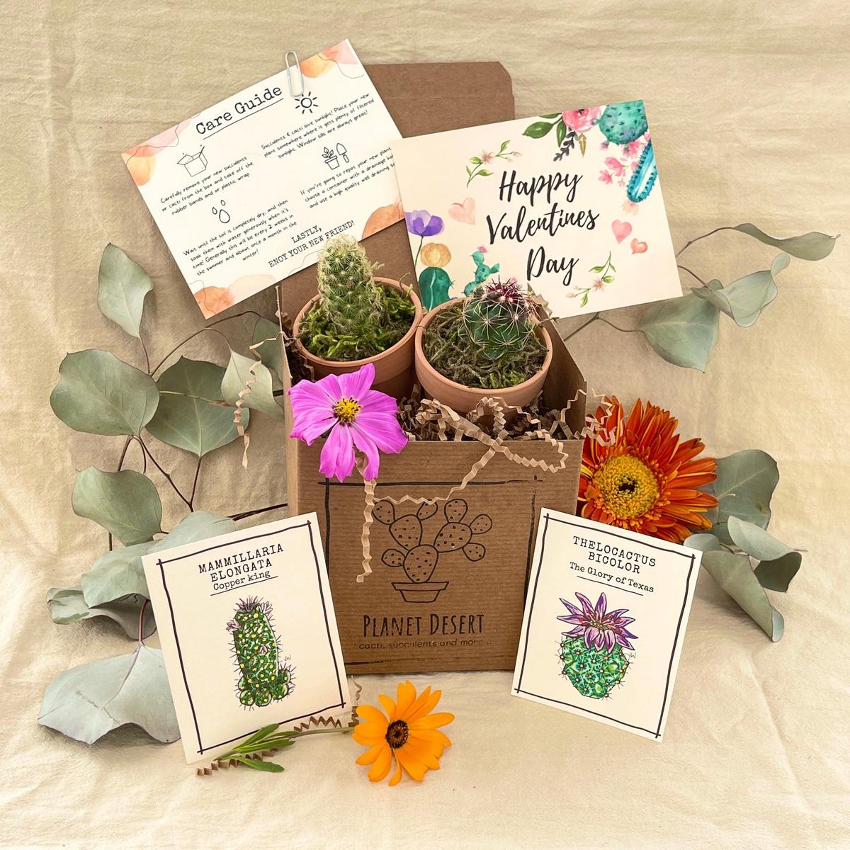 2 Cacti Growing Kit Gift Box