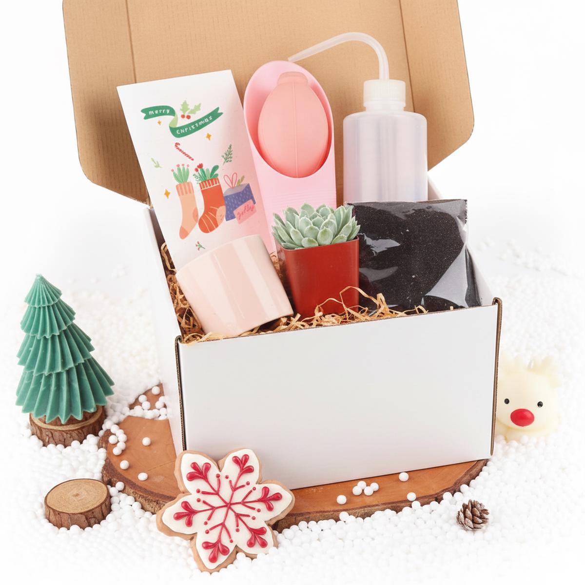 Succulent Beginner Kit Gift Box
