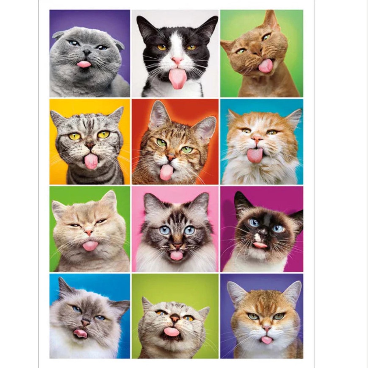 CAT SQUARE FACES