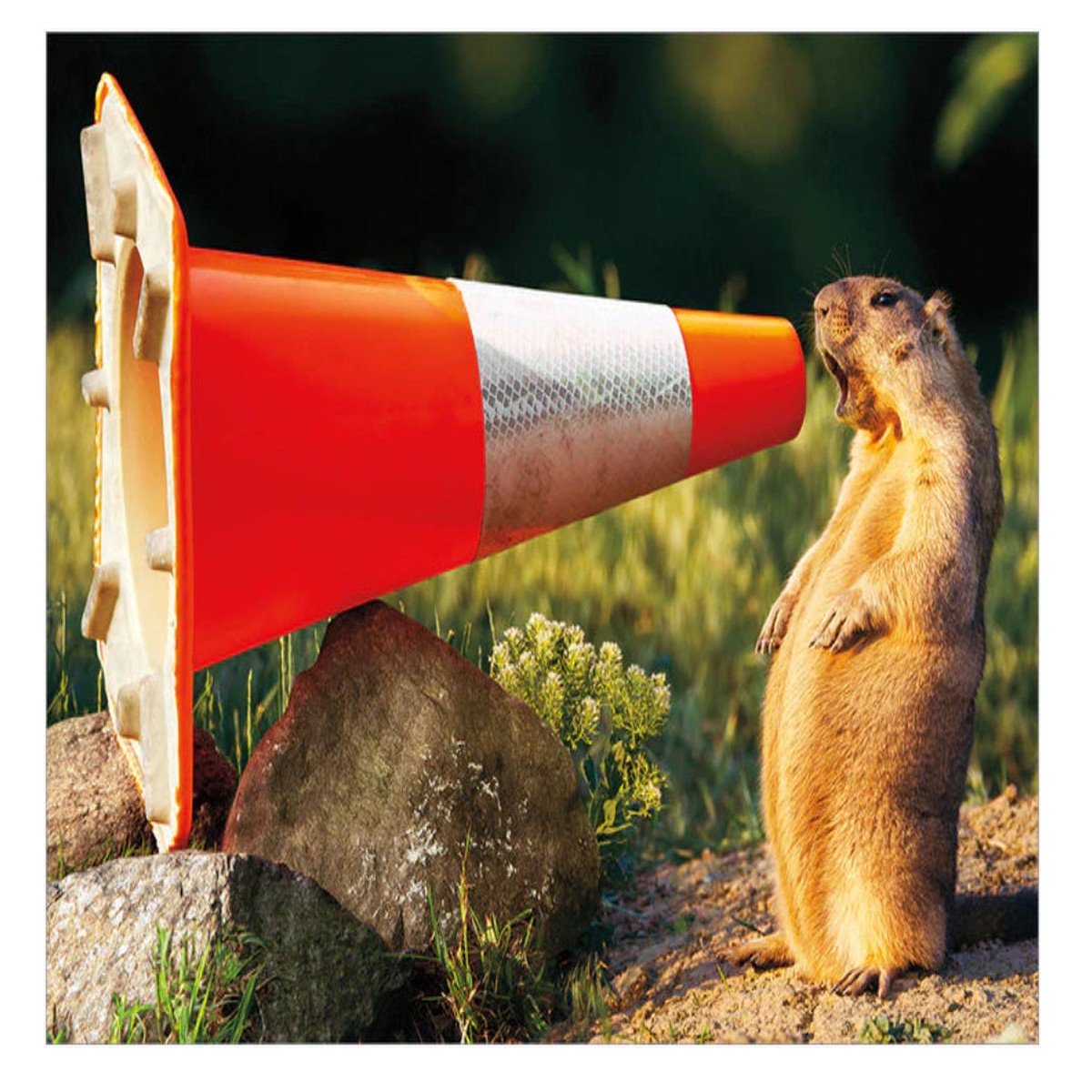 GROUNDHOG CONSTRUCTION CONE