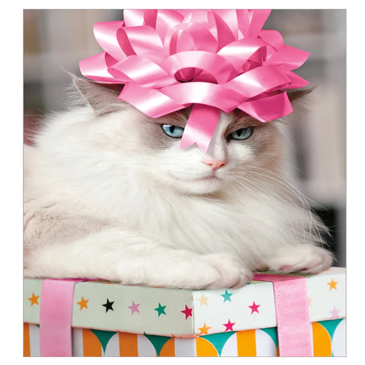 CAT WITH BOW