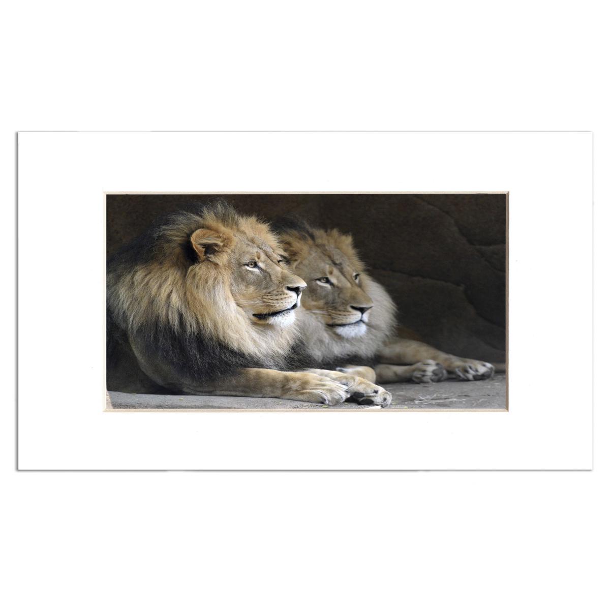LIONS BKZ PRINT