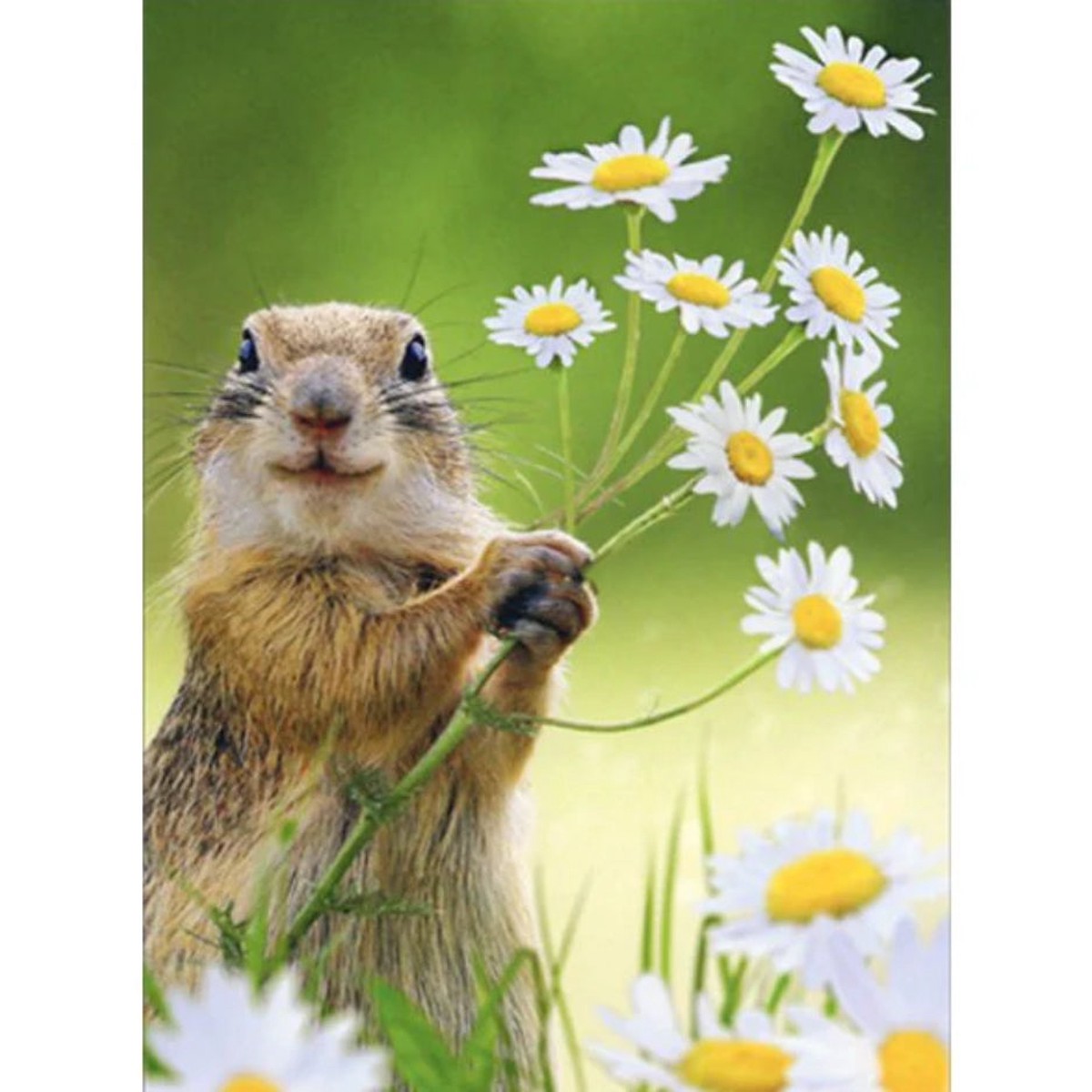 SQUIRREL HOLDING FLOWERS