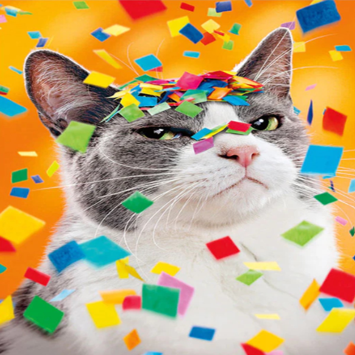 SNARKY CONFETTI CAT