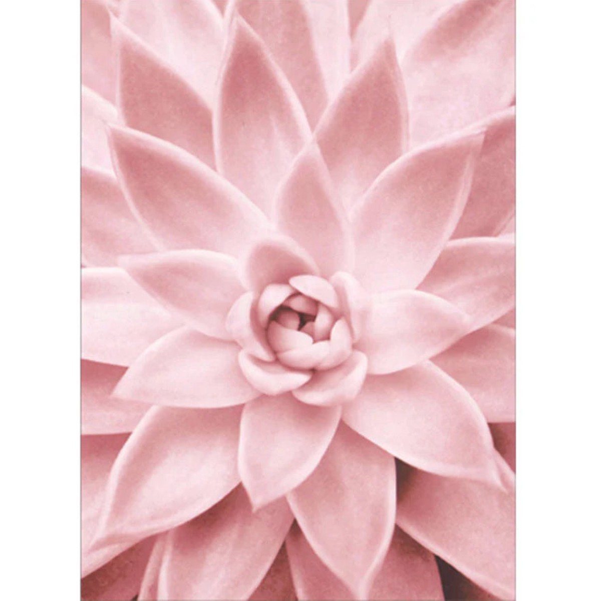 PINK SUCCULENT CLOSE UP