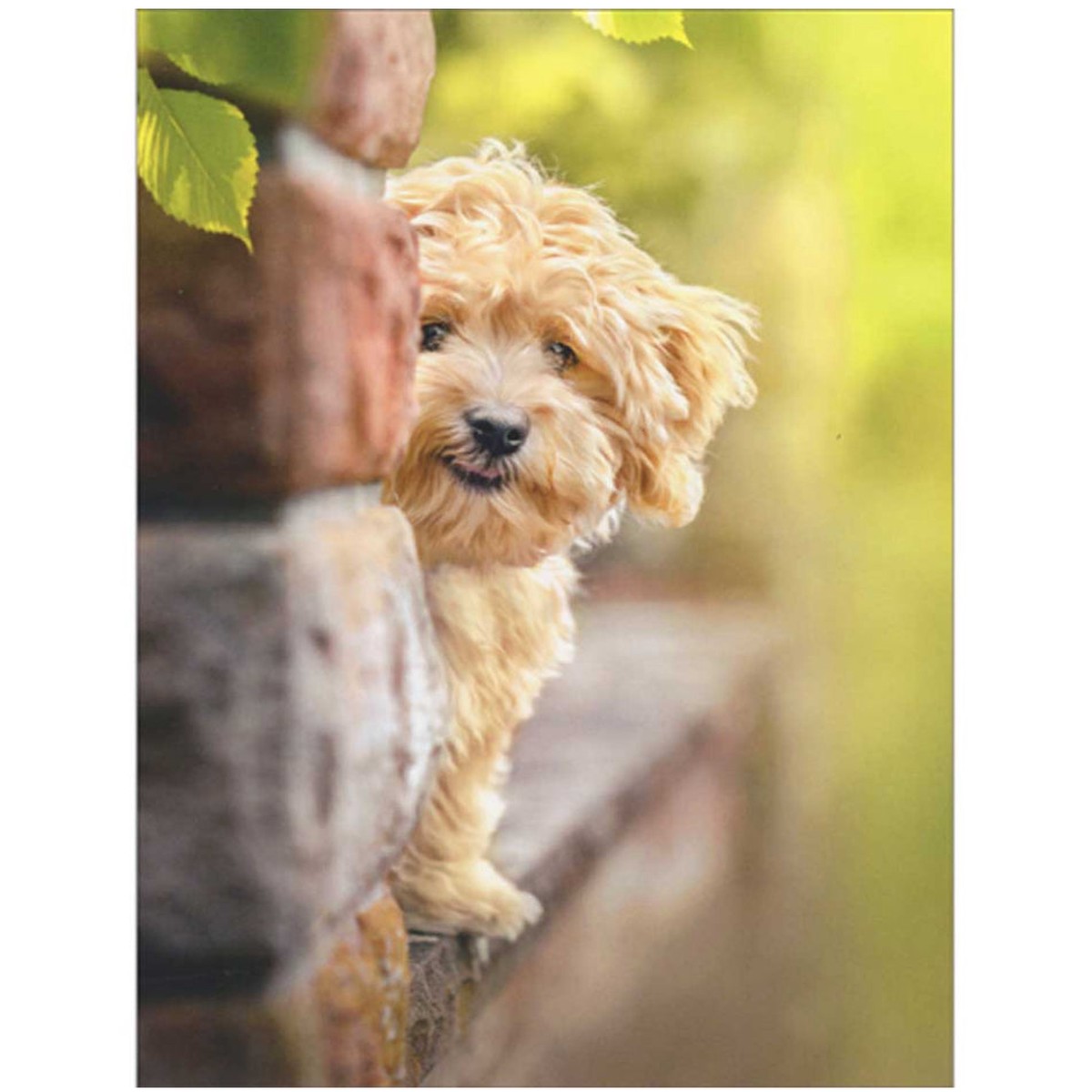 DOG ON BRICK LEDGE